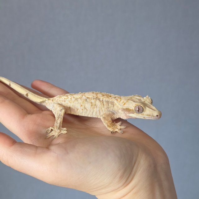 트라이 드리피 화이트스팟 화이트포트홀