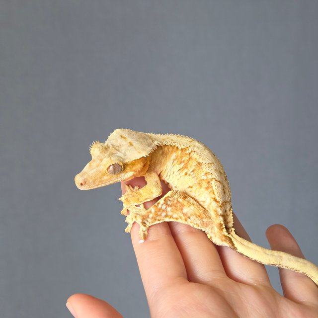 크림 크림시클 드리피 화이트스팟