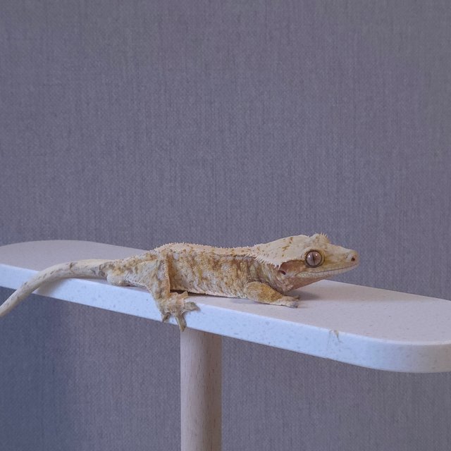 노멀 드리피 화이트스팟 화이트포트홀 트라이