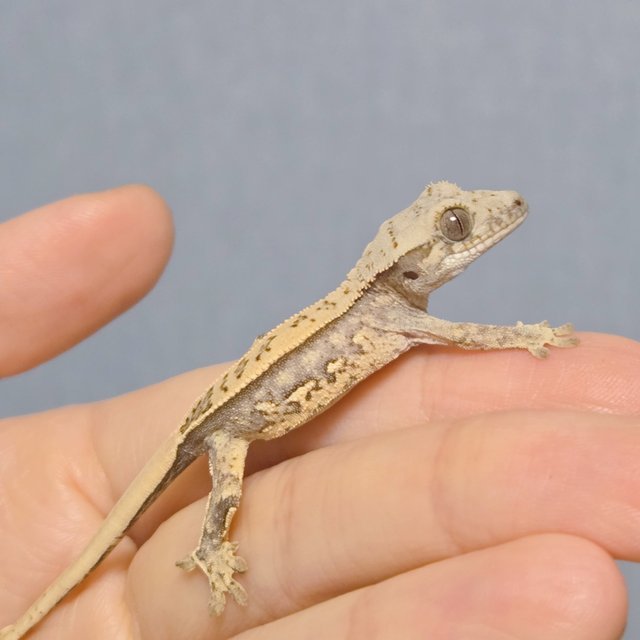 노멀 풀핀 쿼드 핀스트라이프 트라이