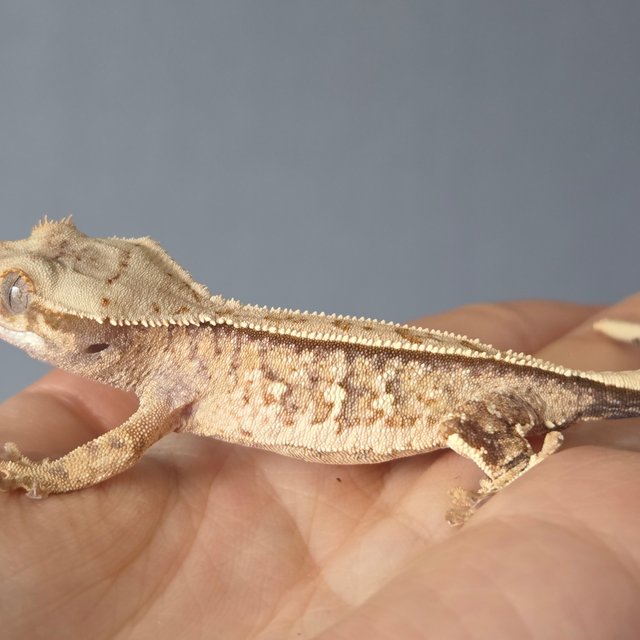 노멀 트라이 드리피 화이트스팟 화이트포트홀