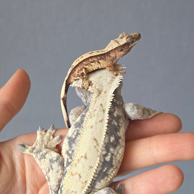 드리피 화이트스팟 쿼드 화이트