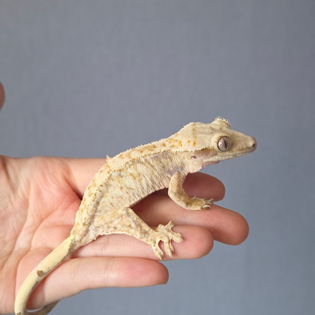 트라이 드리피 화이트스팟 화이트포트홀