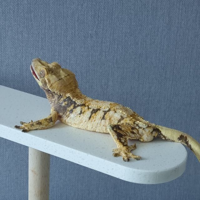 노멀 드리피 화이트스팟 트라이