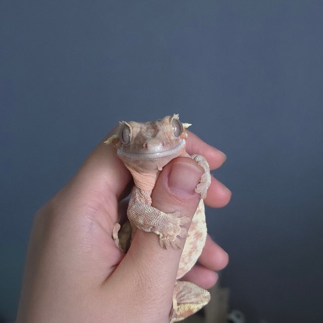 레드 드리피 화이트스팟 화이트포트홀