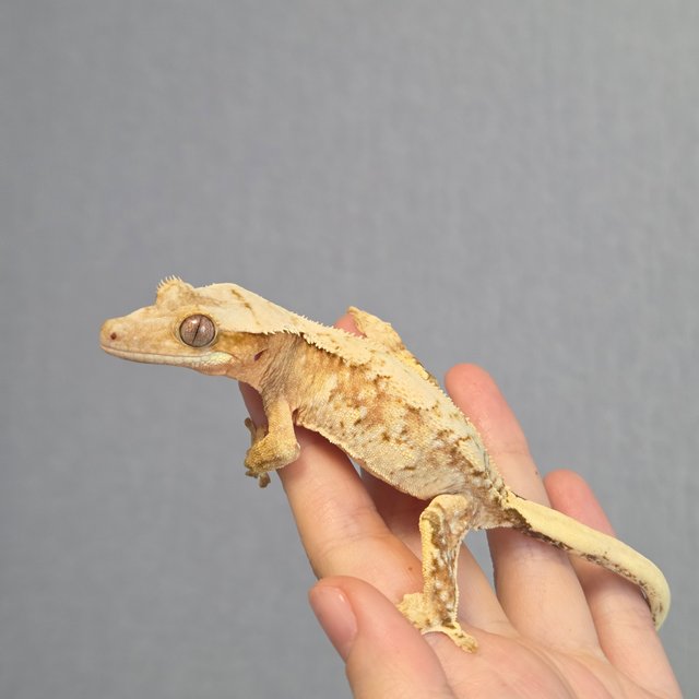 크림시클 크림 옐로우 드리피 화이트스팟