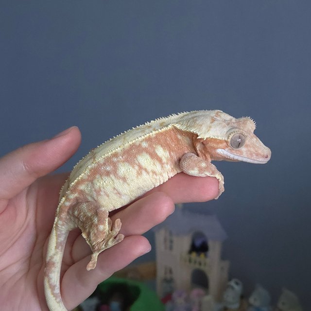 레드 드리피 화이트스팟 화이트포트홀