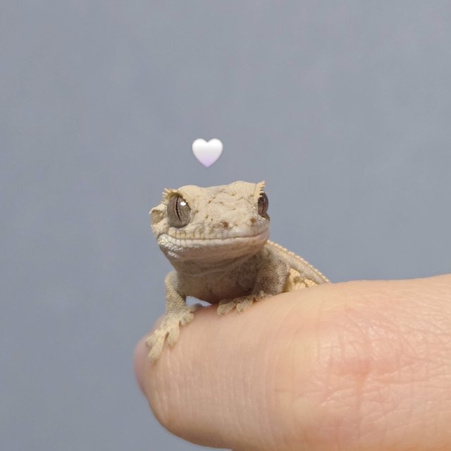 노멀 풀핀 쿼드 핀스트라이프 트라이