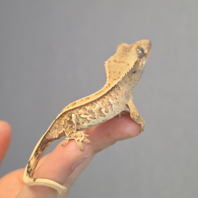 노멀 트라이 드리피 화이트스팟 화이트포트홀 익스트림할리퀸