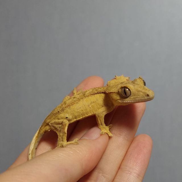 크림 옐로우 달마시안