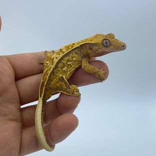 트라이 익스트림할리퀸