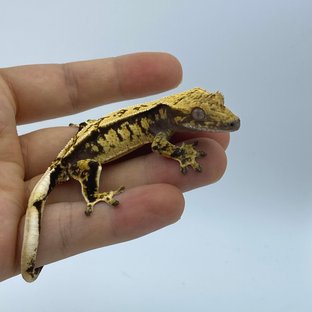 트라이 화이트스팟