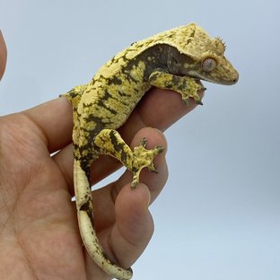 화이트스팟 트라이