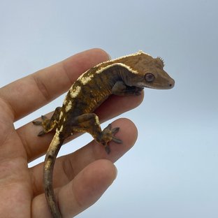 세이블 익스트림할리퀸