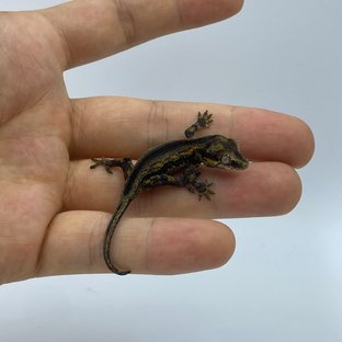 오렌지 스트라이프