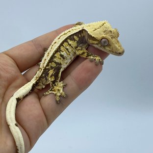 트라이 익스트림할리퀸 옐로우