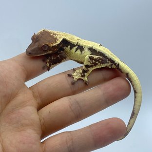 다크 릴리 세이블