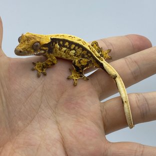 트라이 익스트림할리퀸 핀스트라이프