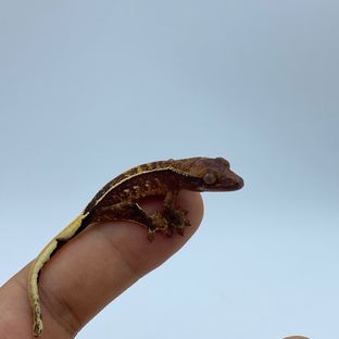 엠티백