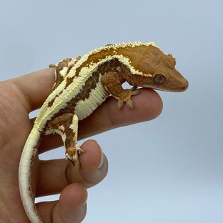 프라푸치노 레드