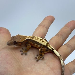 세이블