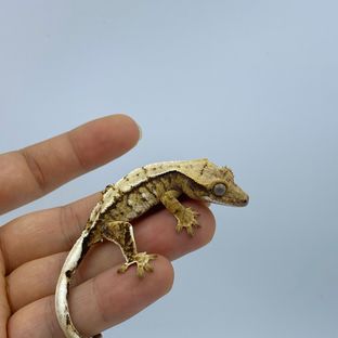 트라이