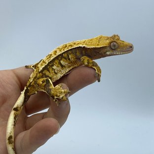 트라이