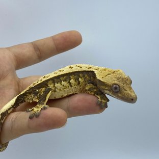 트라이