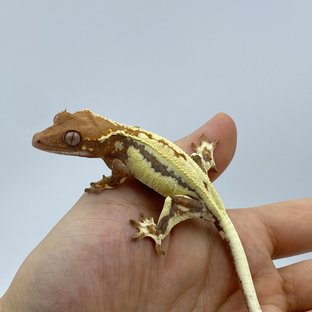 레드 프라푸치노