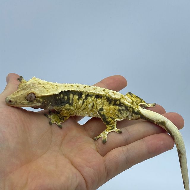 트라이