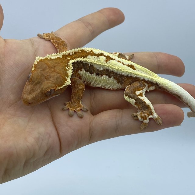 프라푸치노 레드