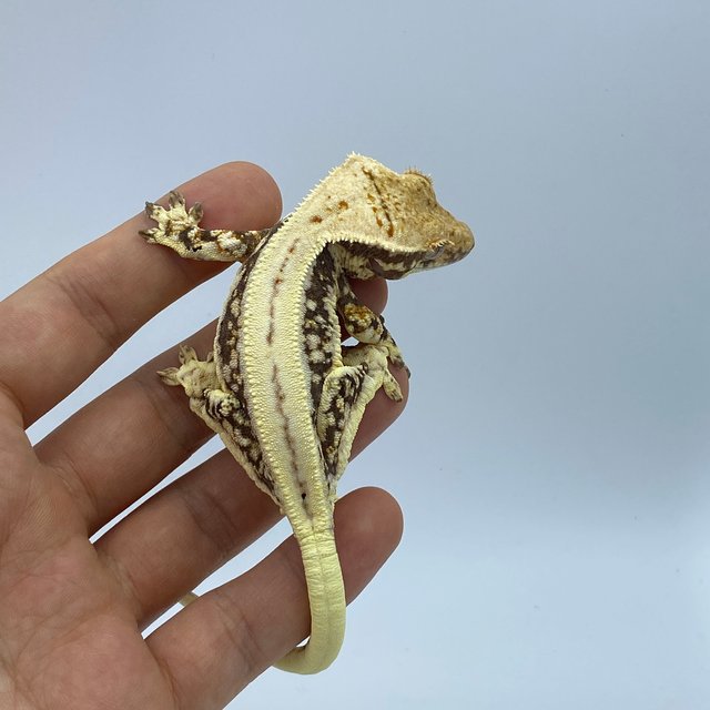 릴리화이트 슈퍼스트라이프