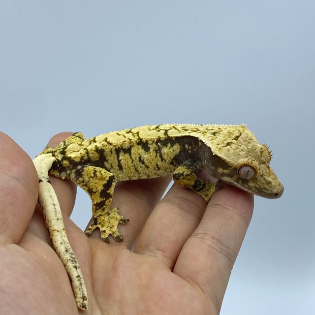 화이트스팟 트라이