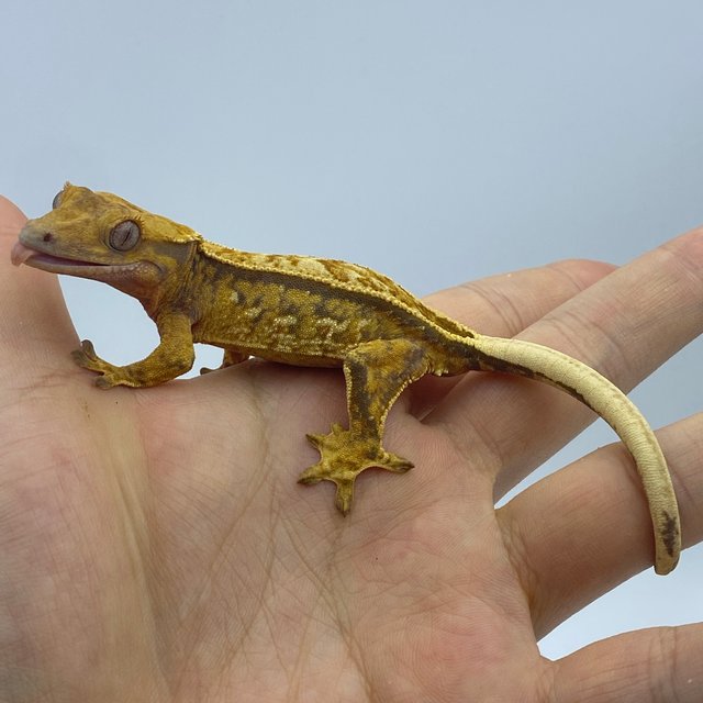 트라이 익스트림할리퀸