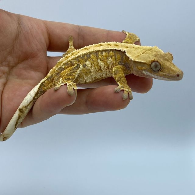 트라이