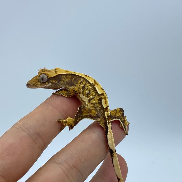 트라이 화이트스팟