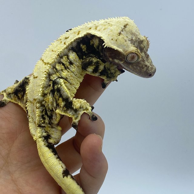 드리피 화이트스팟