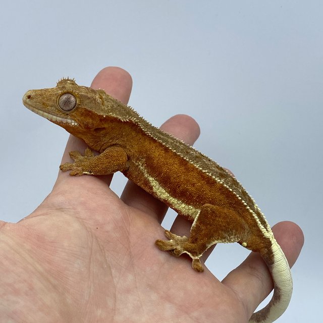 레드 팬텀 릴리화이트