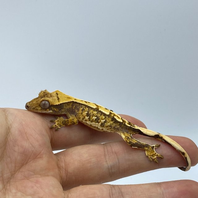 트라이 화이트스팟