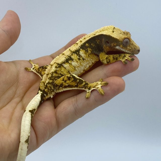 트라이 익스트림할리퀸 드리피 화이트스팟