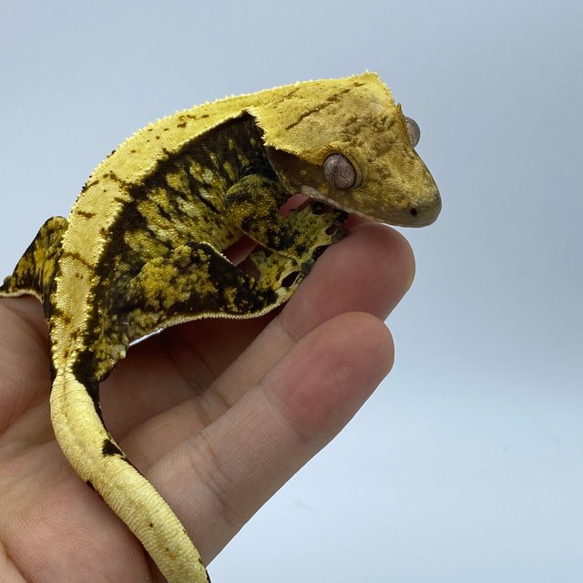 트라이 화이트스팟