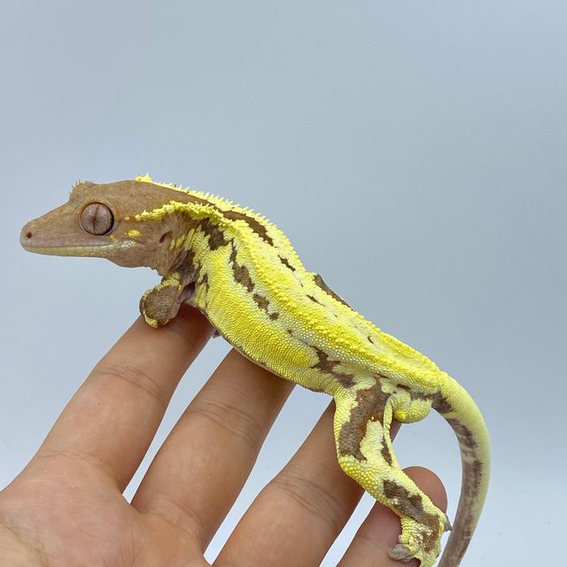 프라푸치노 레드