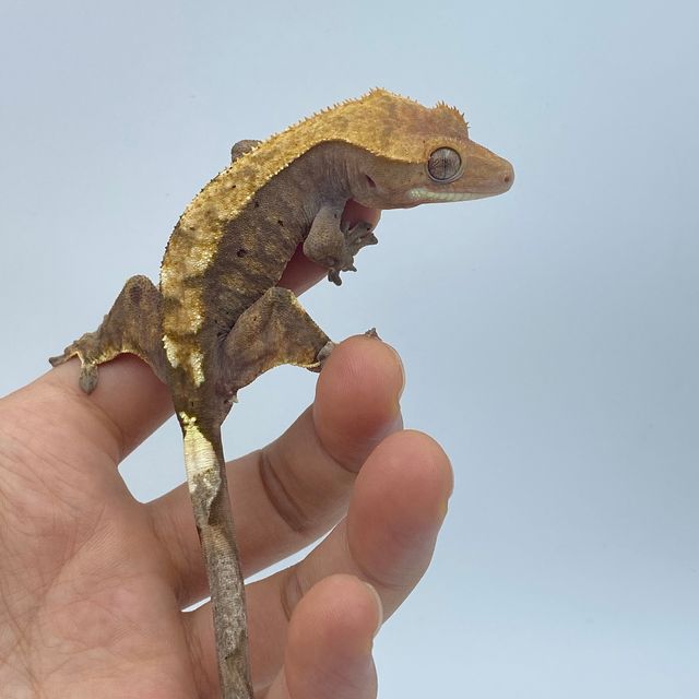 노멀