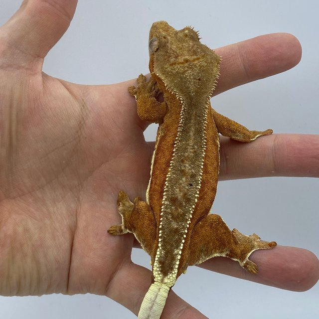 레드 팬텀 릴리화이트