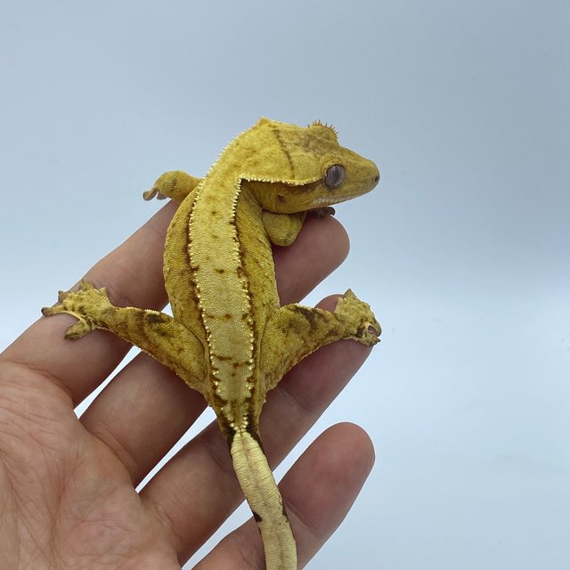 옐로우 크림시클