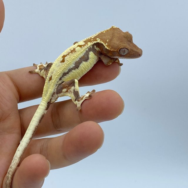 레드 프라푸치노