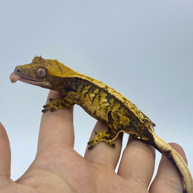 트라이 익스트림할리퀸 화이트스팟