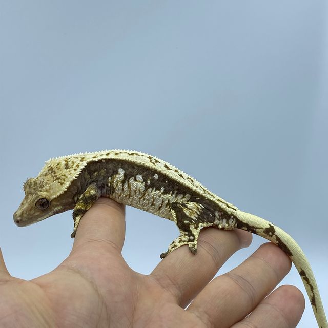 노멀