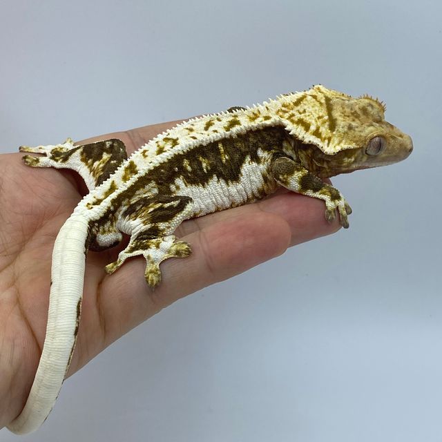 릴리100%헷아잔틱