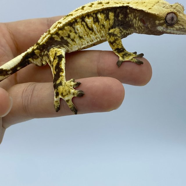 트라이 화이트스팟